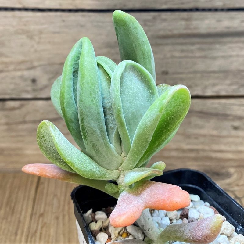 SH28133 Kalanchoe thyrsiflora ‘Monstrosa’