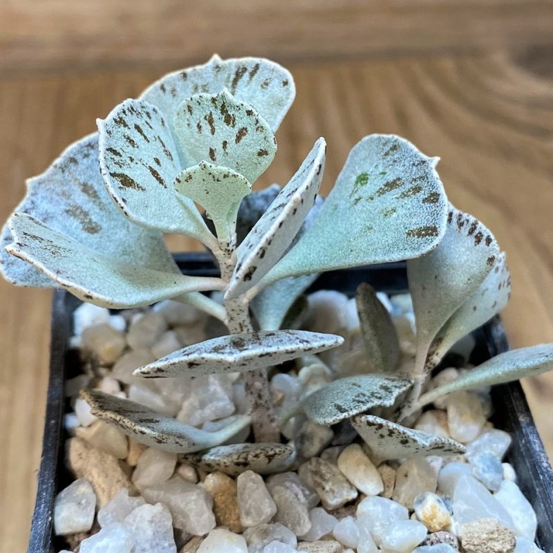 SH28134 Kalanchoe rhombopilosa
