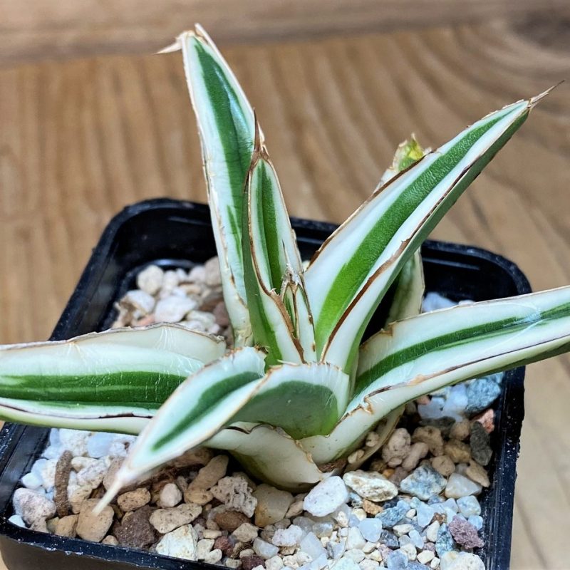 SH28126 Agave victoriae-reginae 'White Rhino'