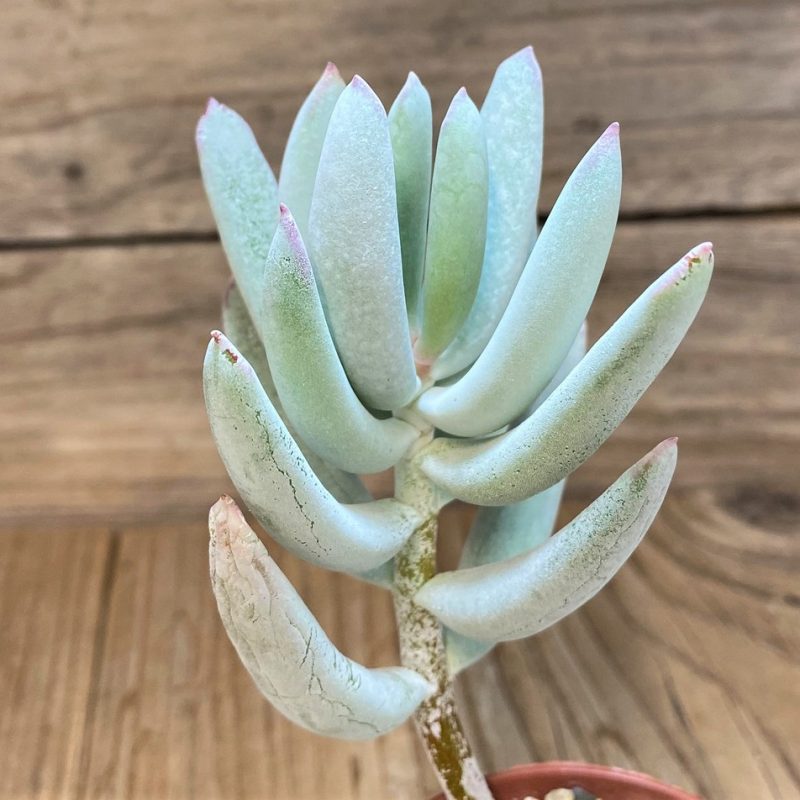 SH28136 Cotyledon orbiculata