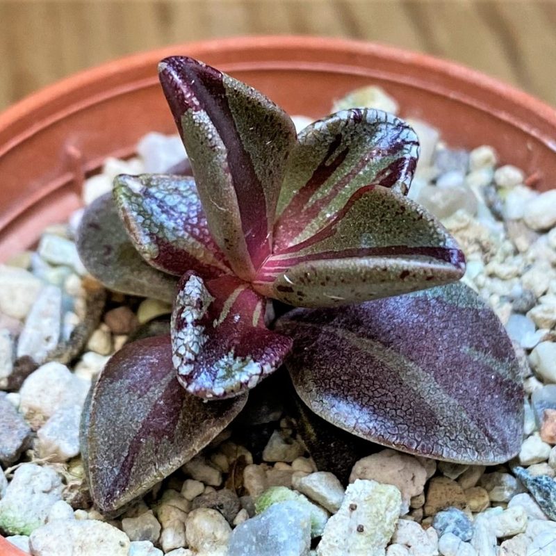 SH28137 Lenophyllum guttatum f. variegata