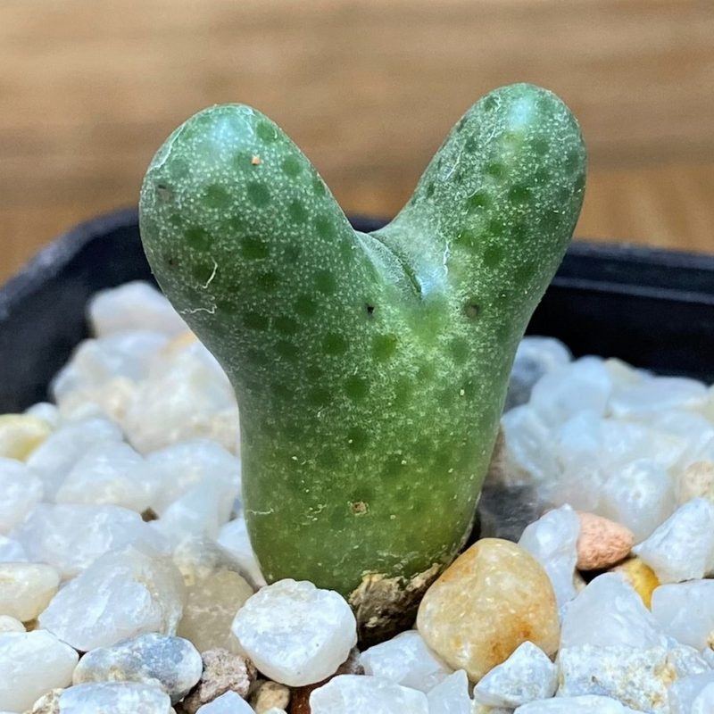 SH28141 Conophytum marginatum v. haramoepense