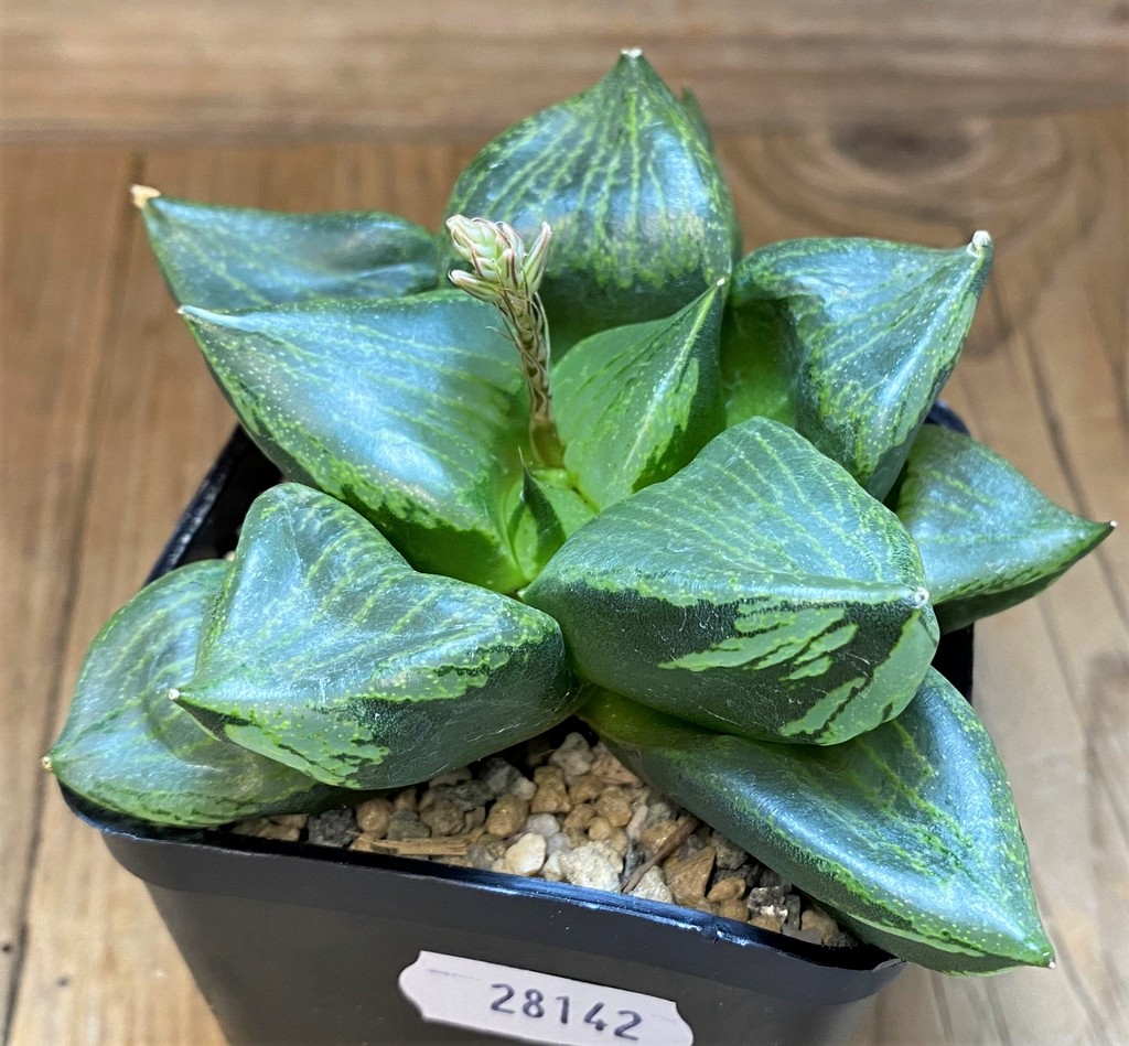 SH28142 Haworthia comptoniana 'Urahannya' - Image 3