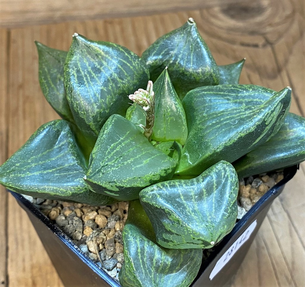 SH28142 Haworthia comptoniana 'Urahannya' - Image 2