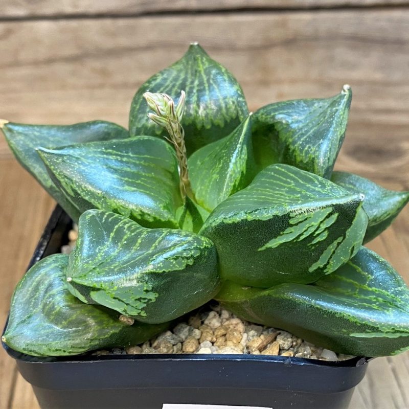 SH28142 Haworthia comptoniana 'Urahannya'