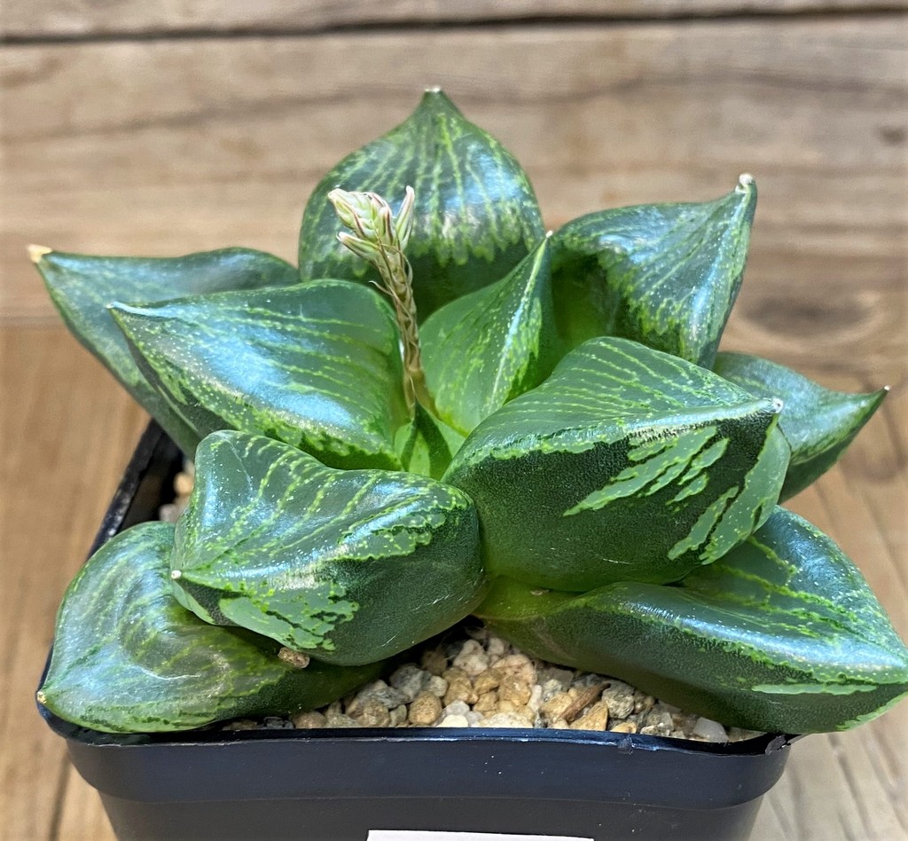 SH28142 Haworthia comptoniana 'Urahannya'