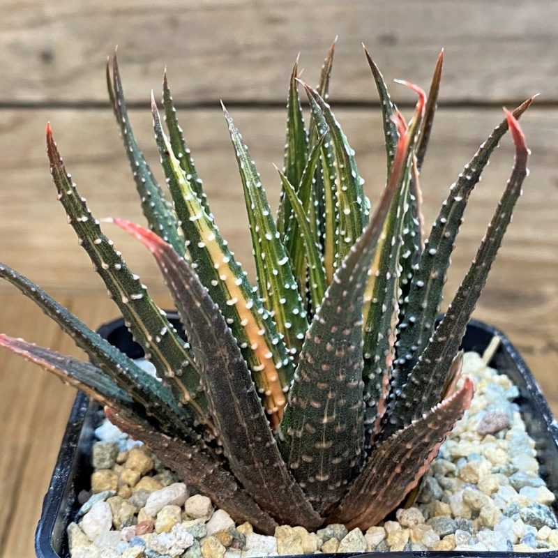 SH28143 Haworthia pumila f. variegata hybrid