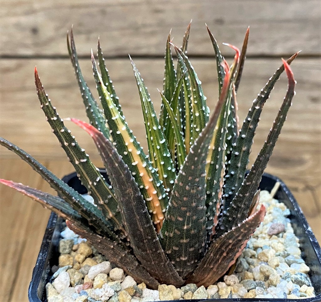 SH28143 Haworthia pumila f. variegata hybrid
