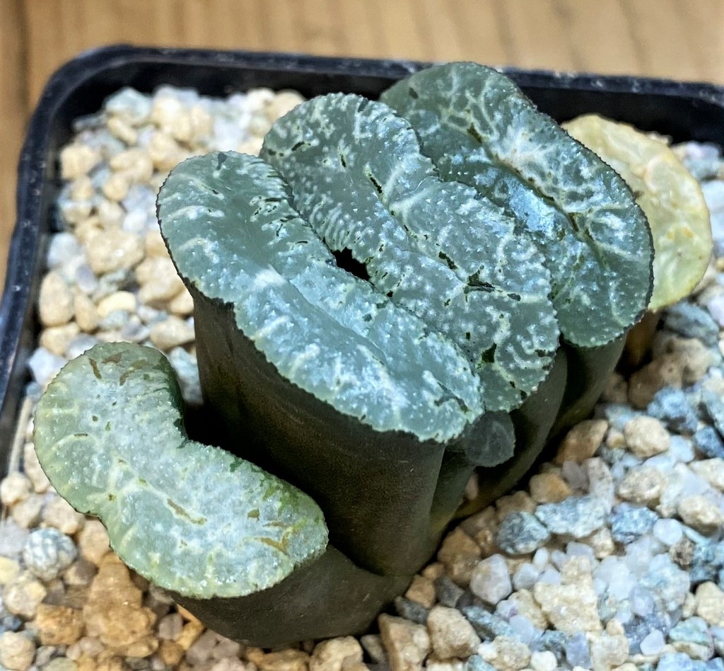 SH28144 Haworthia truncata 'Kurobutai' - Image 2