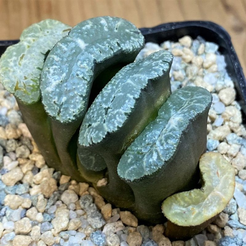 SH28144 Haworthia truncata 'Kurobutai'