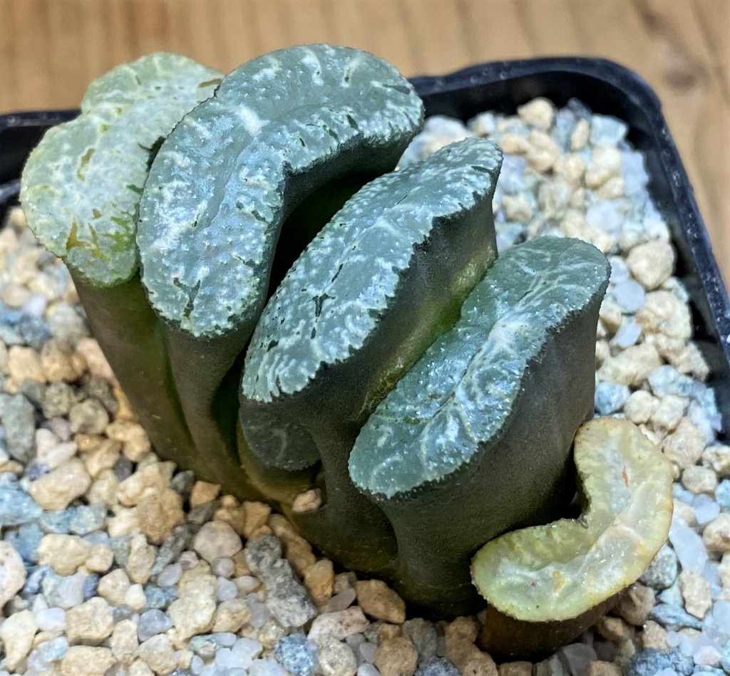 SH28144 Haworthia truncata 'Kurobutai'