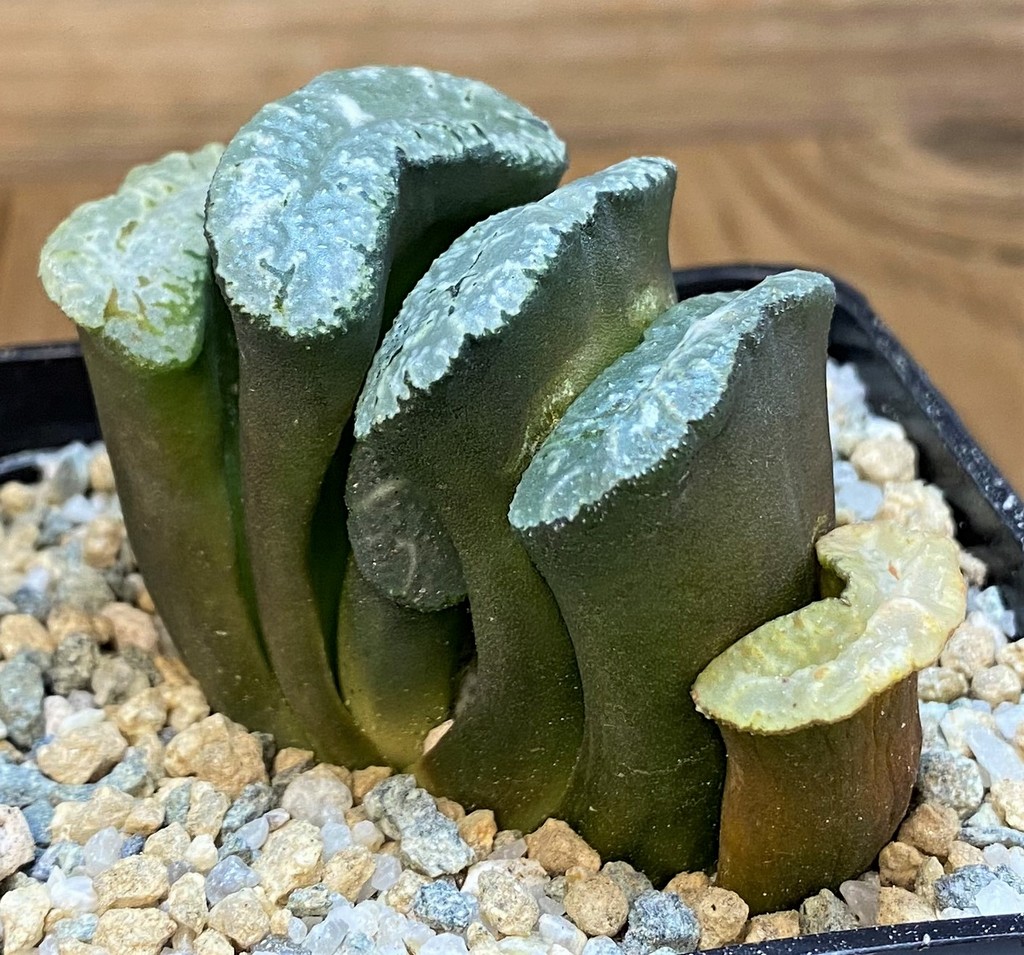 SH28144 Haworthia truncata 'Kurobutai' - Image 3