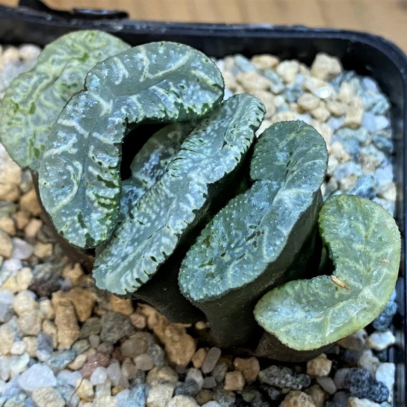 SH28145 Haworthia truncata 'Kurobutai'