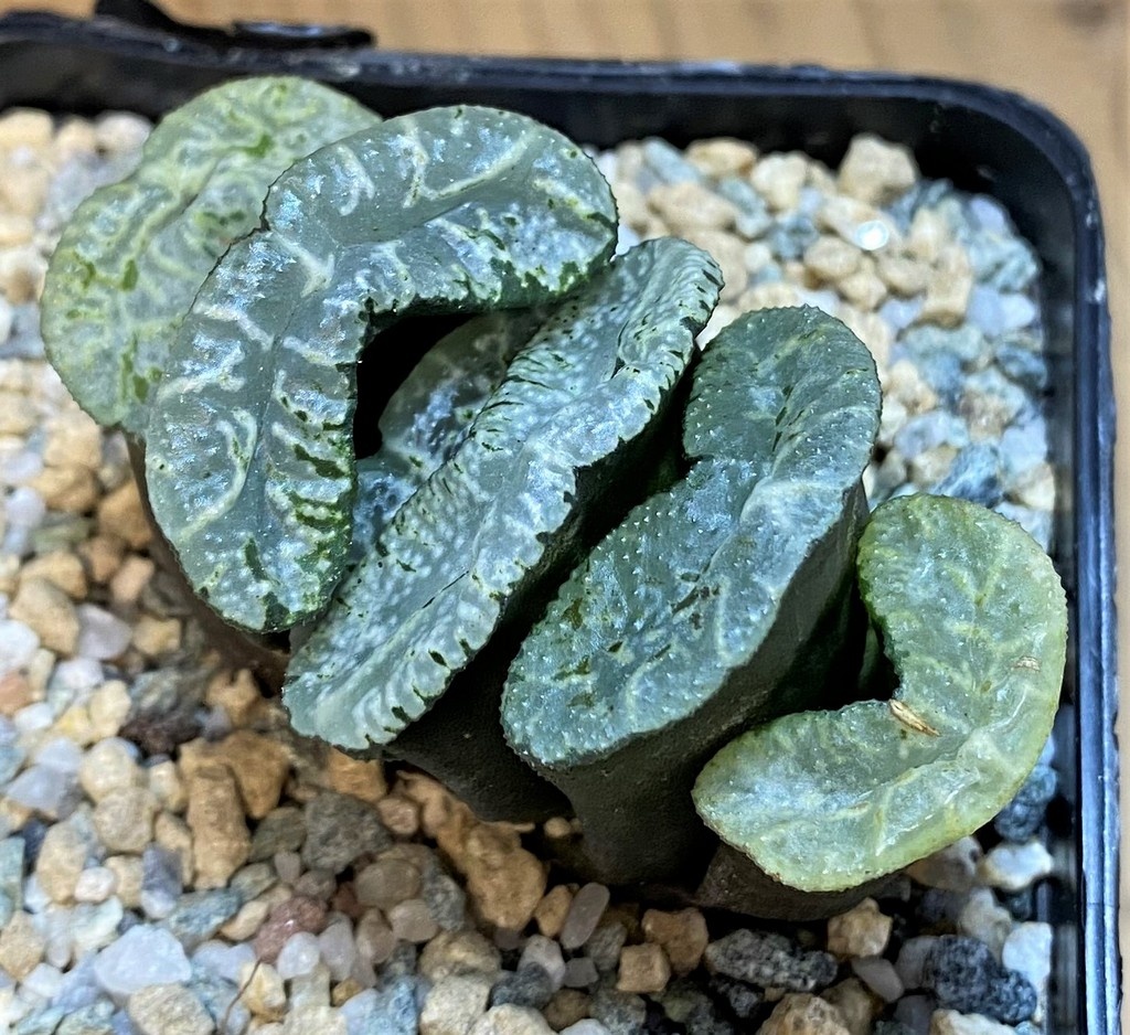 SH28145 Haworthia truncata 'Kurobutai'