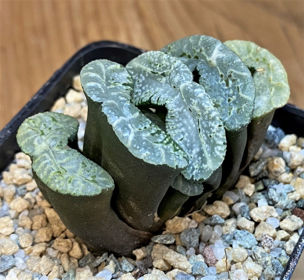 SH28145 Haworthia truncata 'Kurobutai' - Image 2