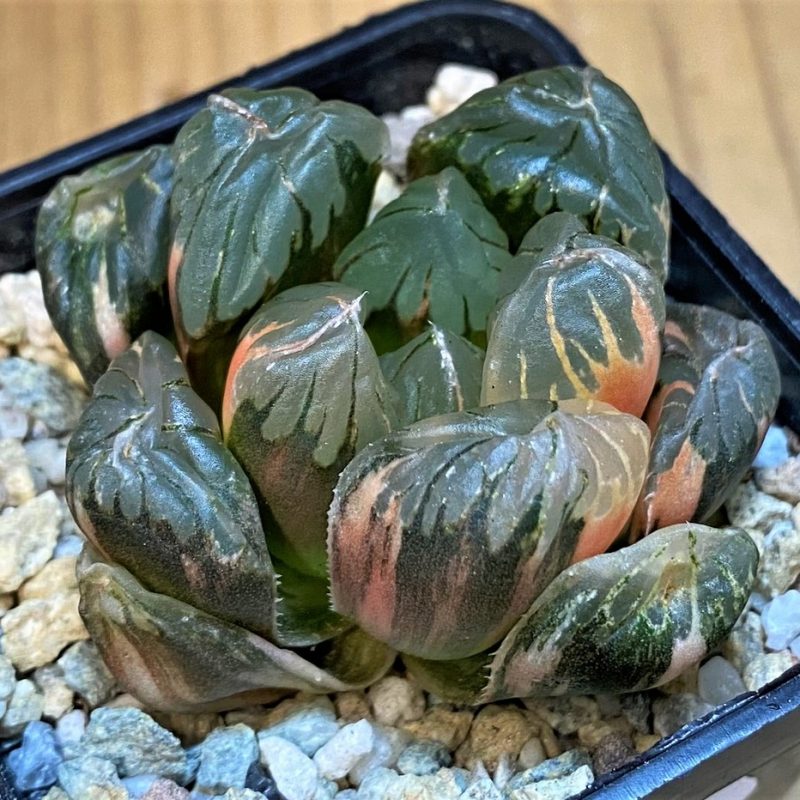 SH28146 Haworthia obtusa 'Black' f. variegata