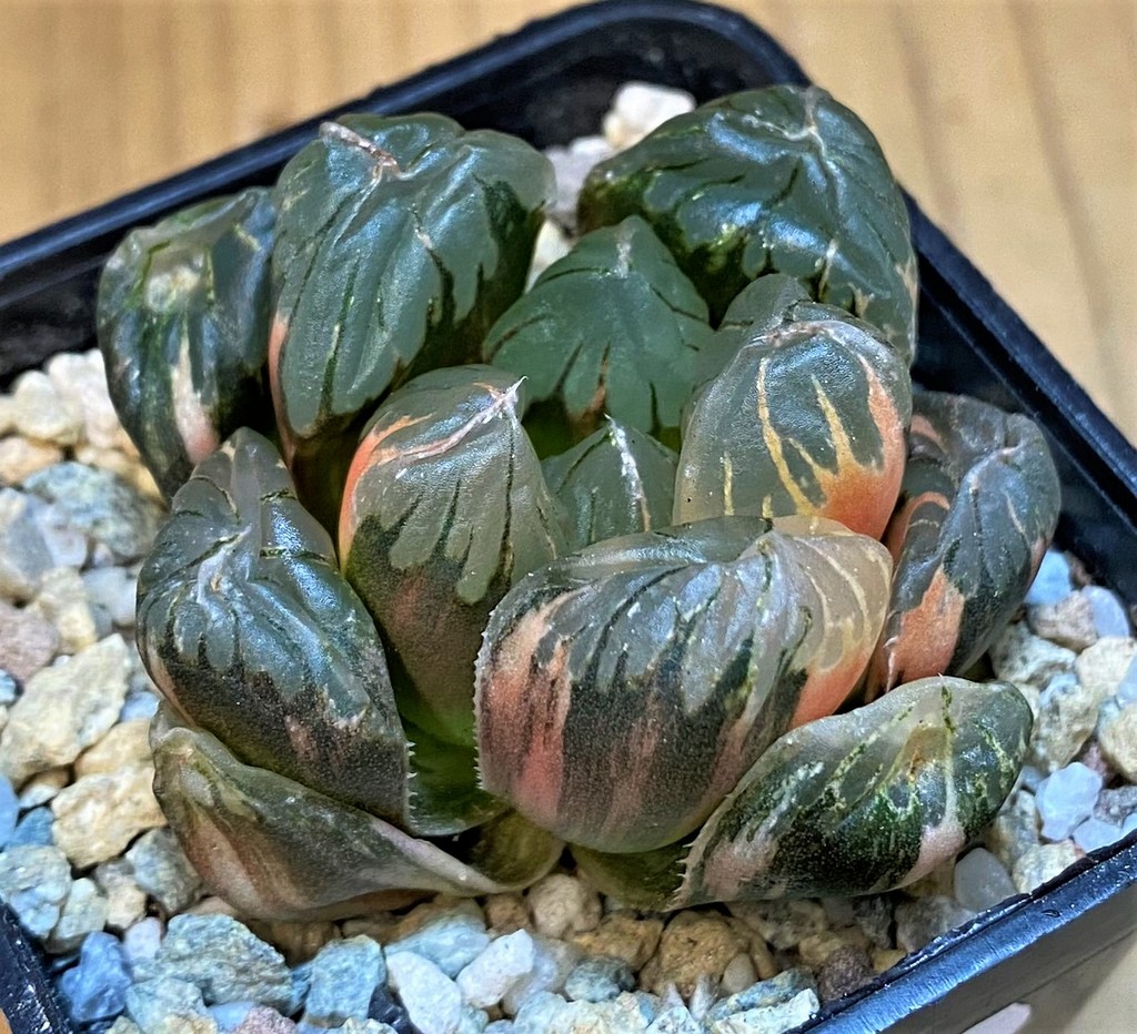 SH28146 Haworthia obtusa 'Black' f. variegata