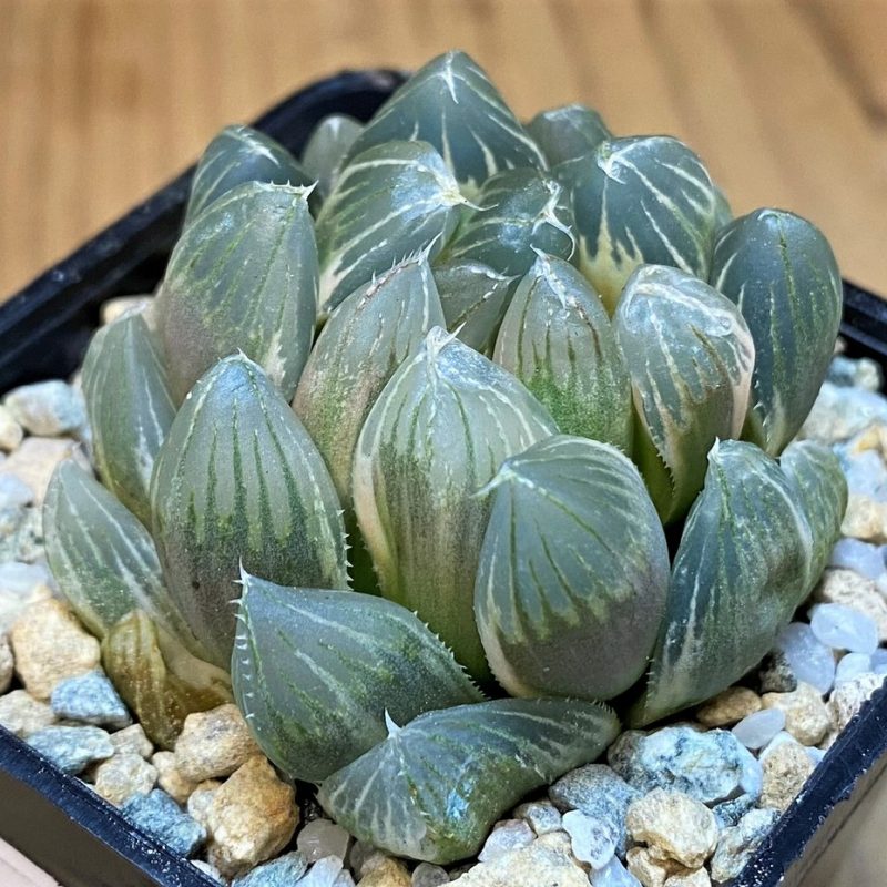 SH28147 Haworthia obtusa f. variegata