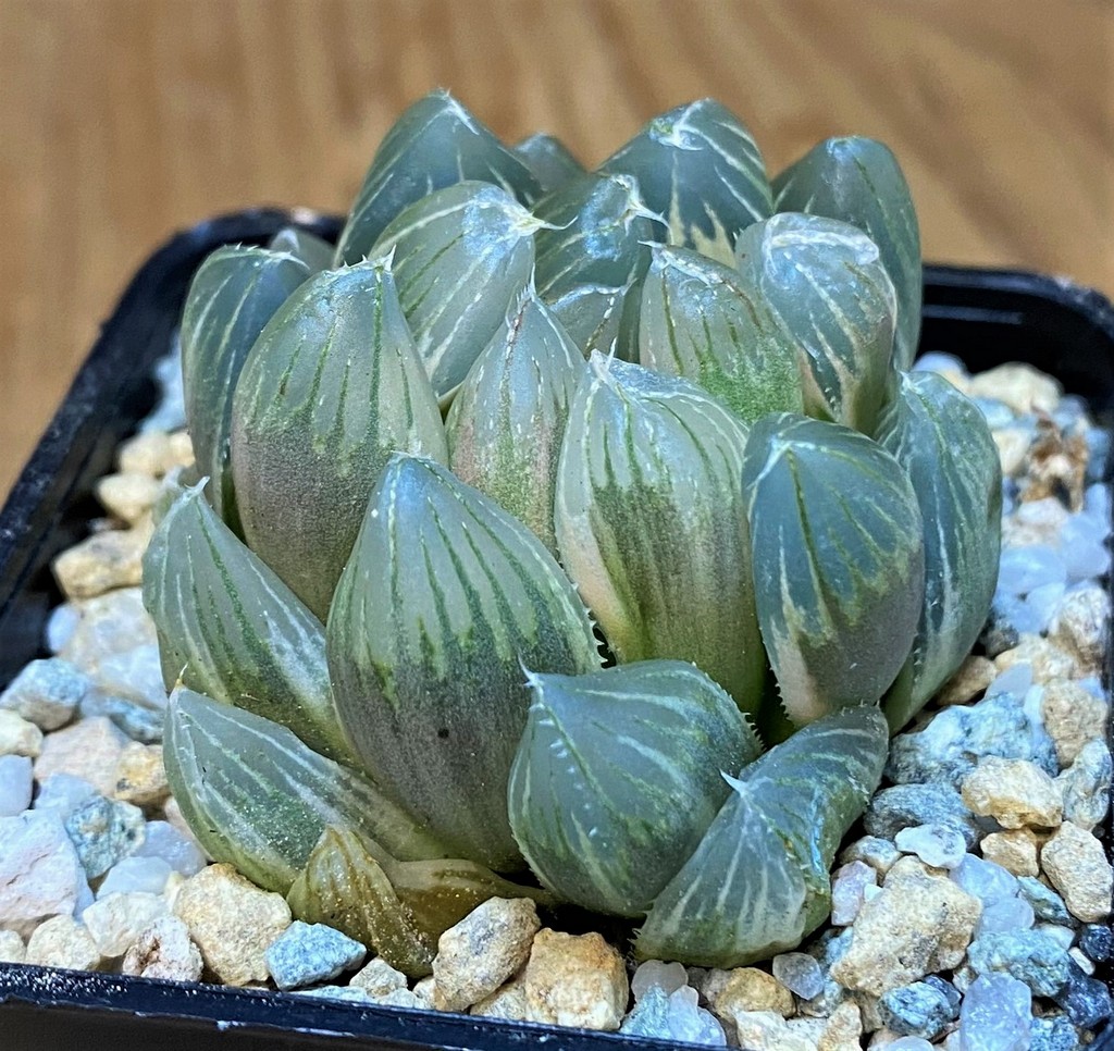 SH28147 Haworthia obtusa f. variegata - Image 2