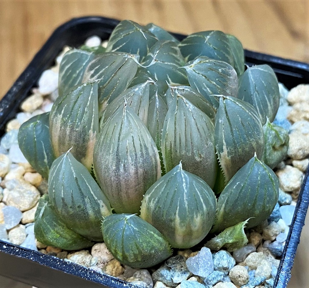 SH28148 Haworthia obtusa f. variegata - Image 2
