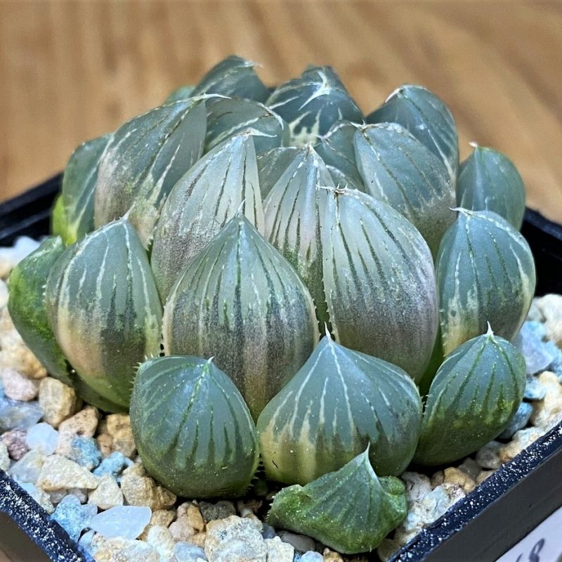 SH28148 Haworthia obtusa f. variegata
