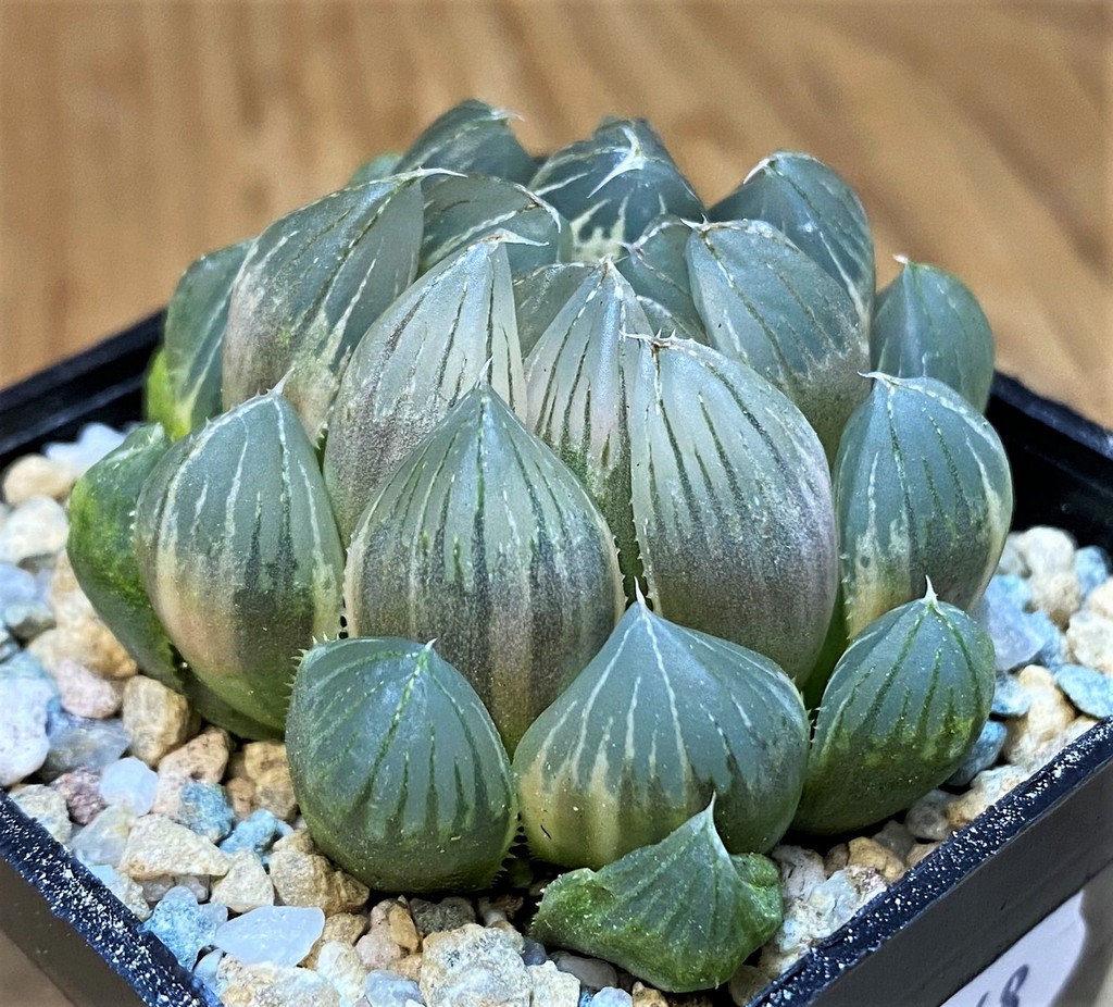 SH28148 Haworthia obtusa f. variegata