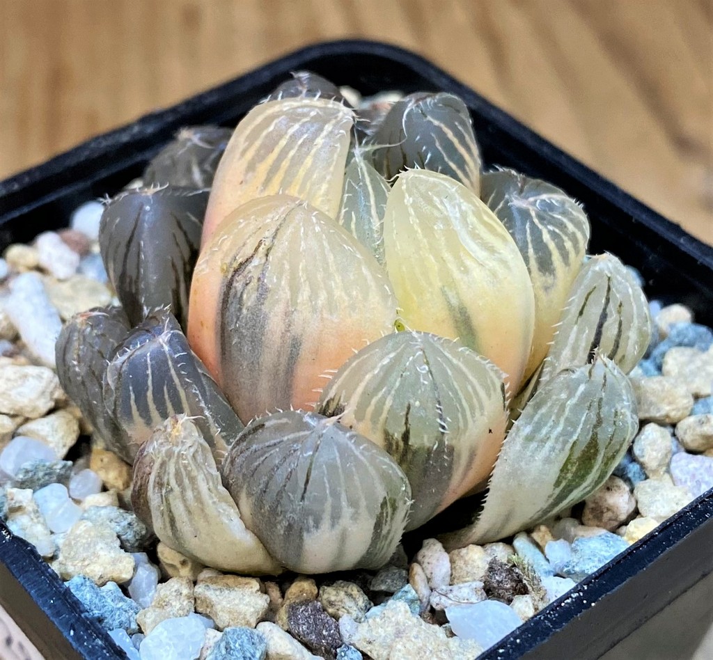 SH28149 Haworthia obtusa 'Black' f. variegata - Image 2