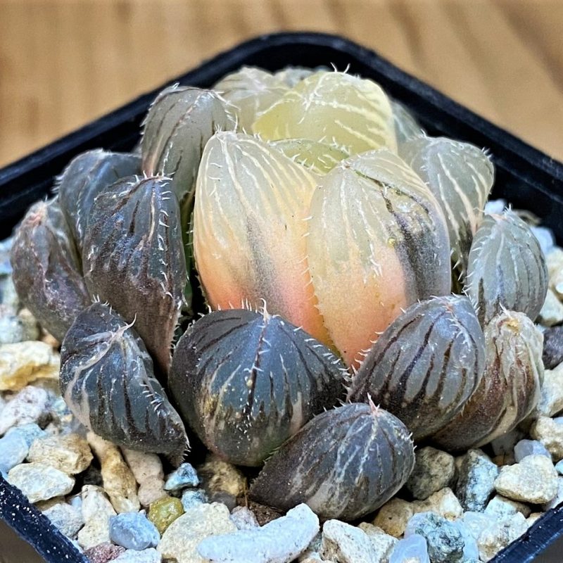 SH28149 Haworthia obtusa 'Black' f. variegata