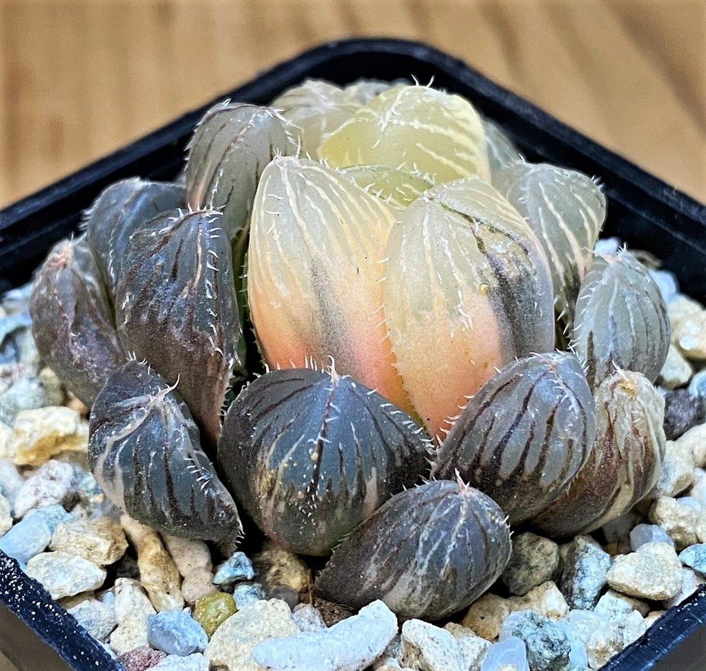 SH28149 Haworthia obtusa 'Black' f. variegata
