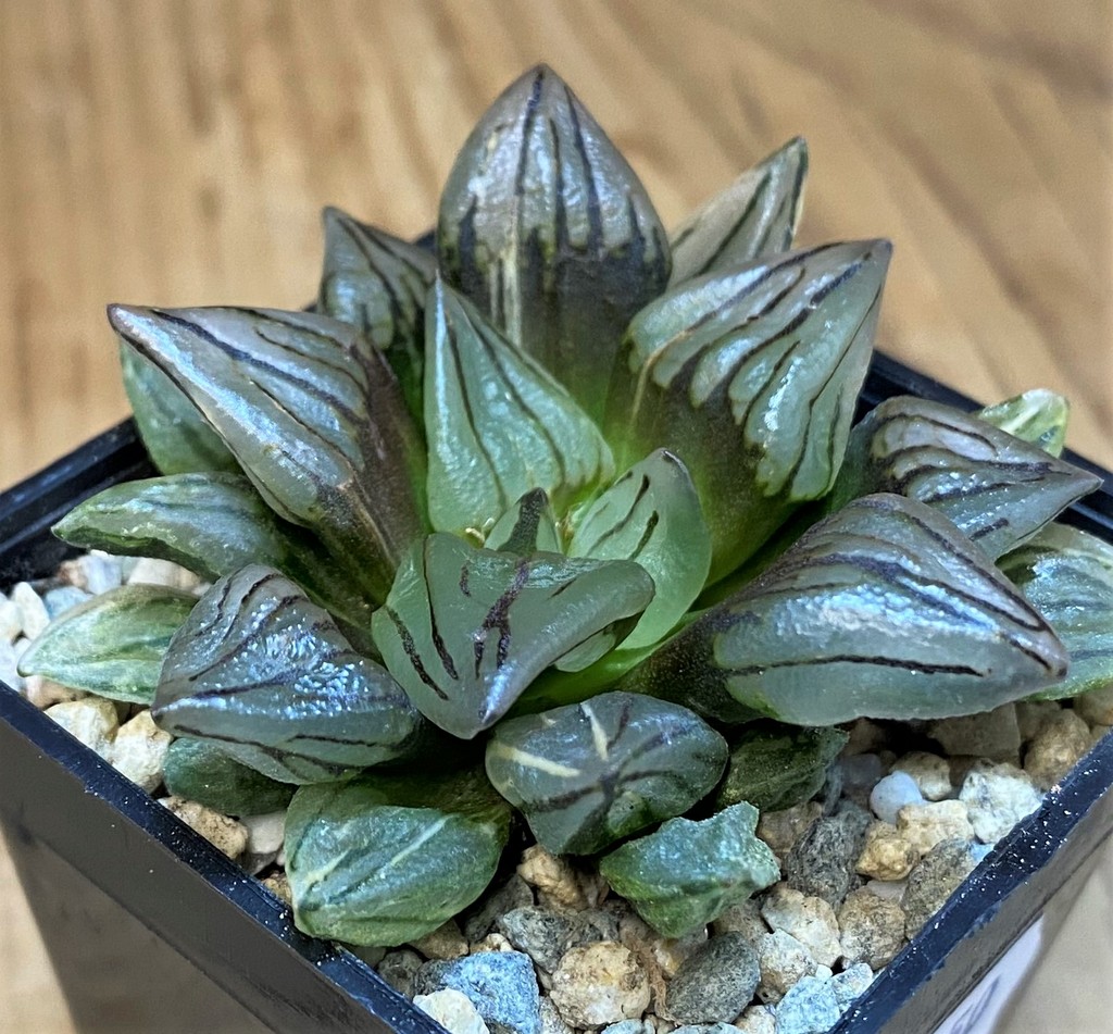 SH28150 Haworthia atrofusca 'Watermelon' ex f. variegata - Image 2