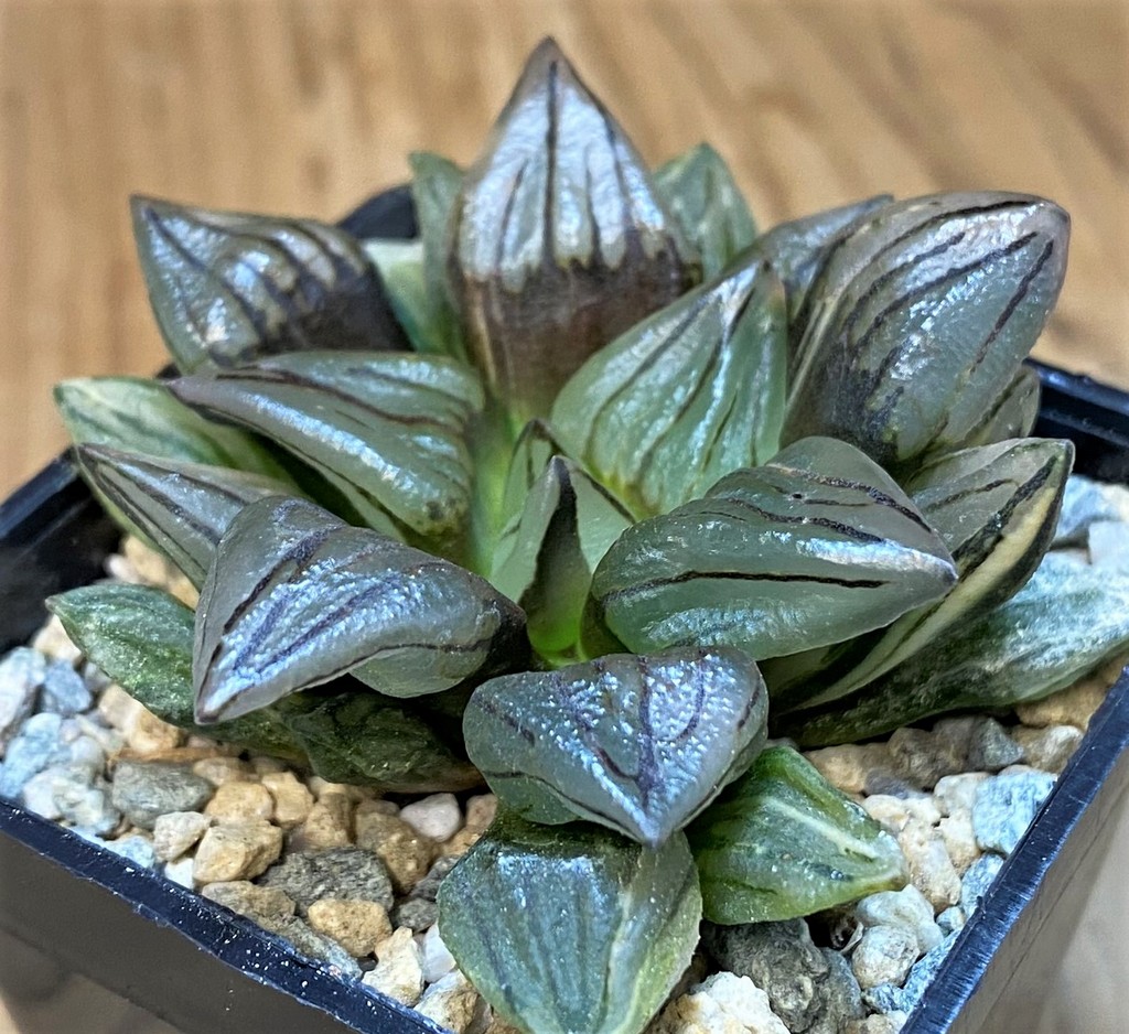 SH28150 Haworthia atrofusca 'Watermelon' ex f. variegata