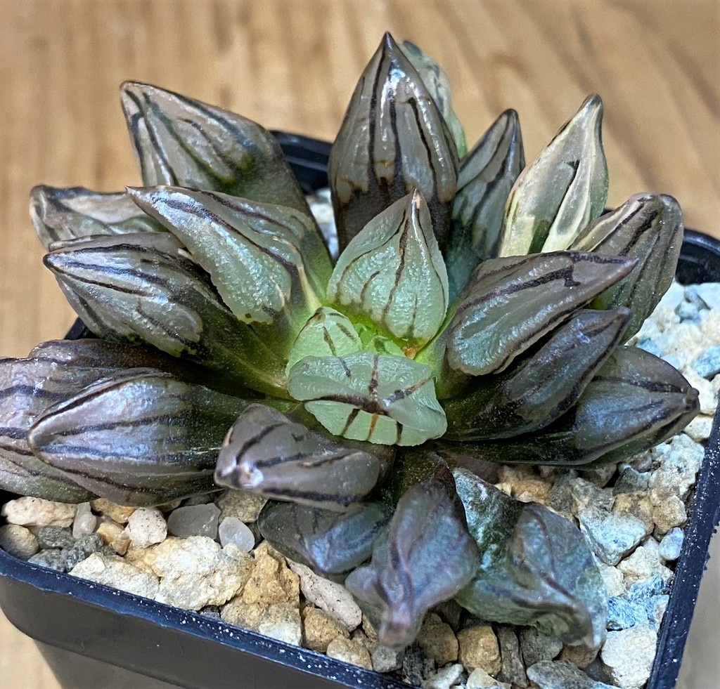 SH28151 Haworthia atrofusca 'Watermelon' ex f. variegata - Image 2