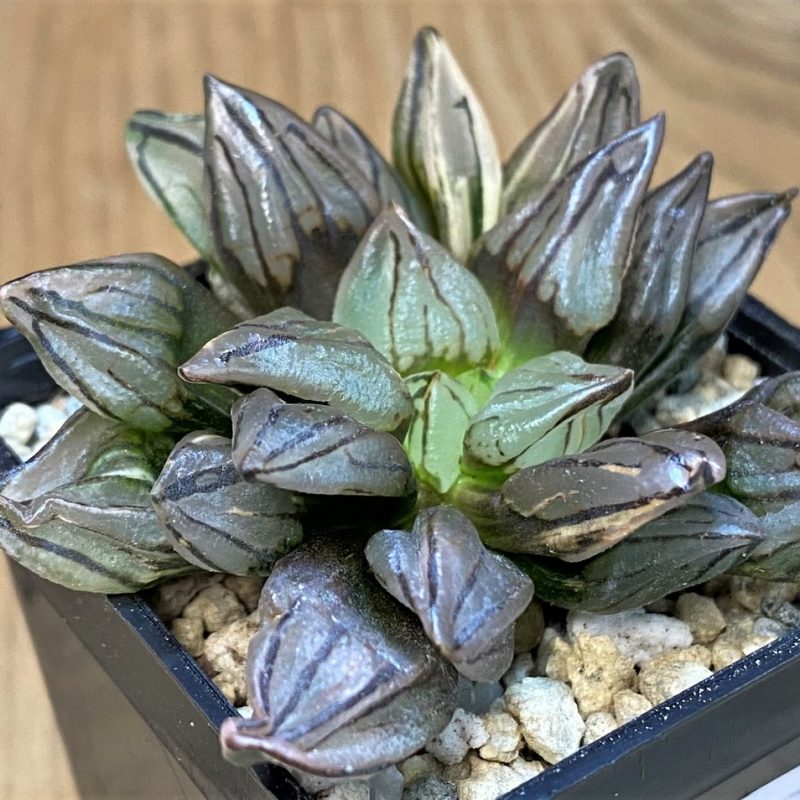 SH28151 Haworthia atrofusca 'Watermelon' ex f. variegata