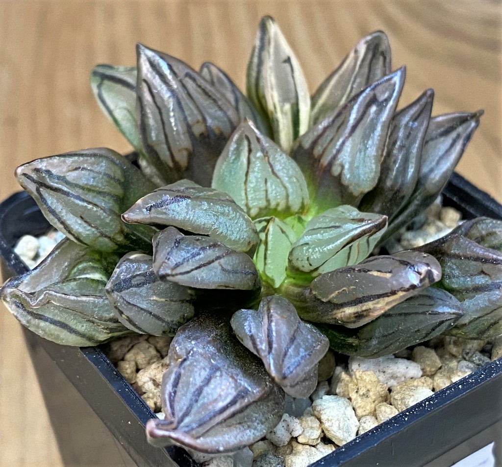 SH28151 Haworthia atrofusca 'Watermelon' ex f. variegata