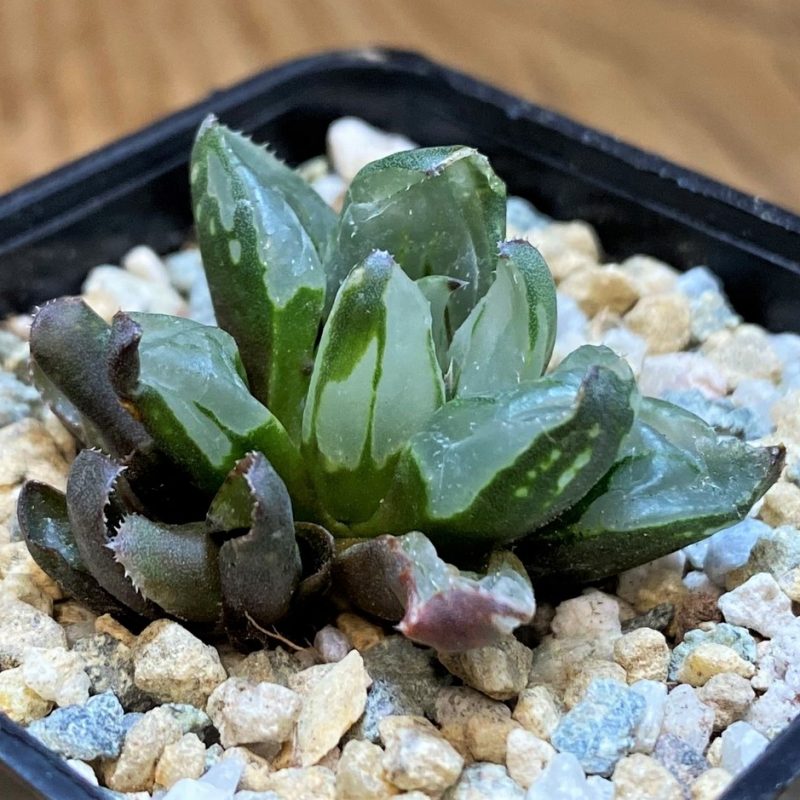 SH28152 Haworthia 'Christmas Candle'