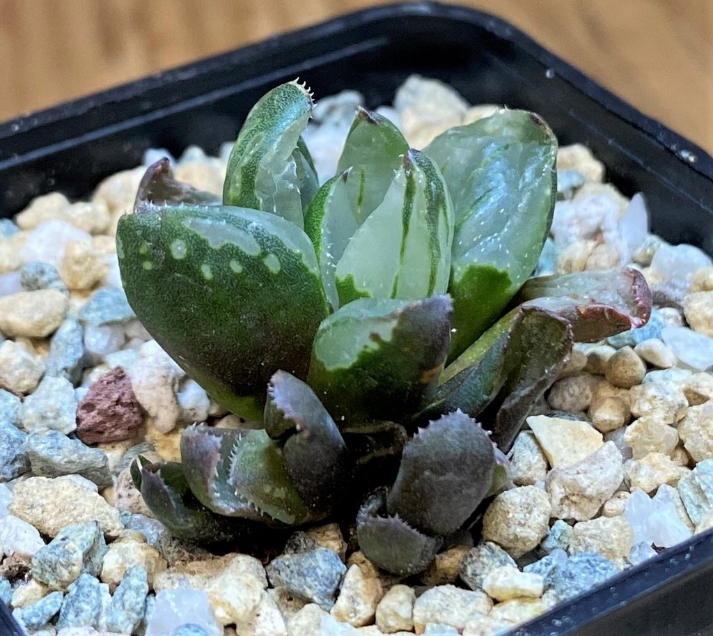 SH28152 Haworthia 'Christmas Candle' - Image 2