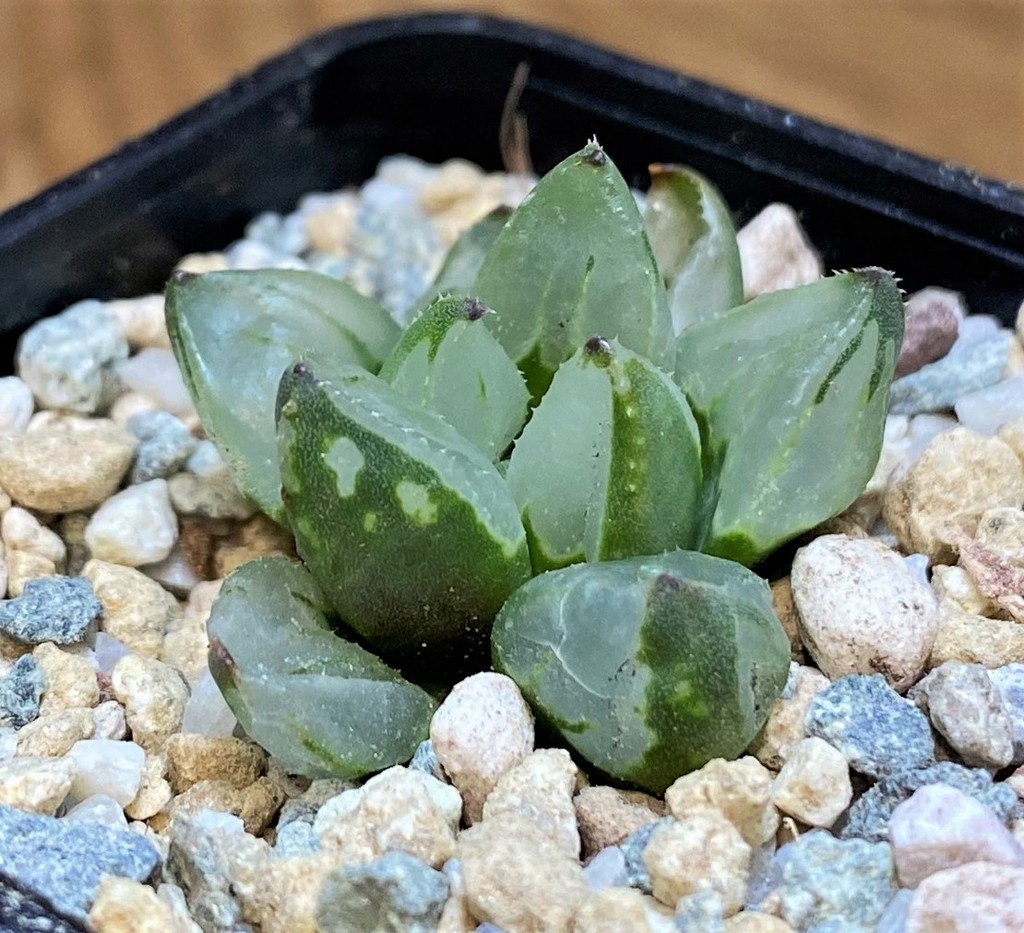 SH28153 Haworthia 'Christmas Candle'