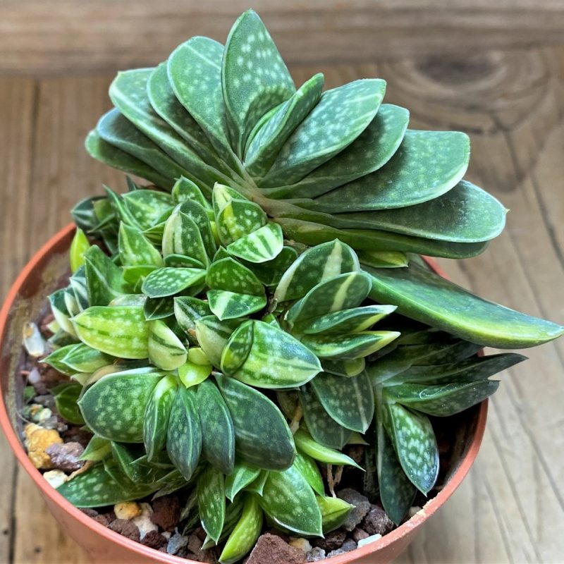 SH28128 Gasteria minima f. variegata