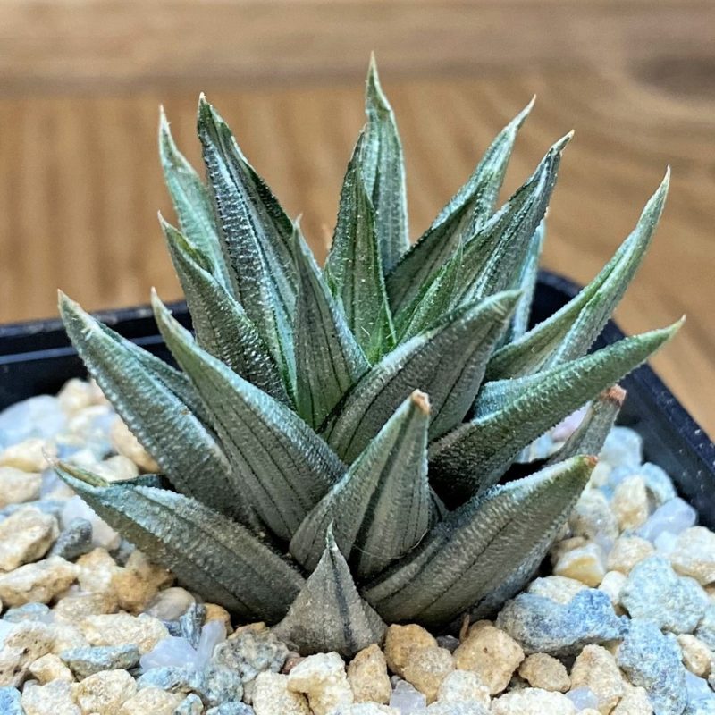 SH28154 Haworthia tortuosa f. variegata