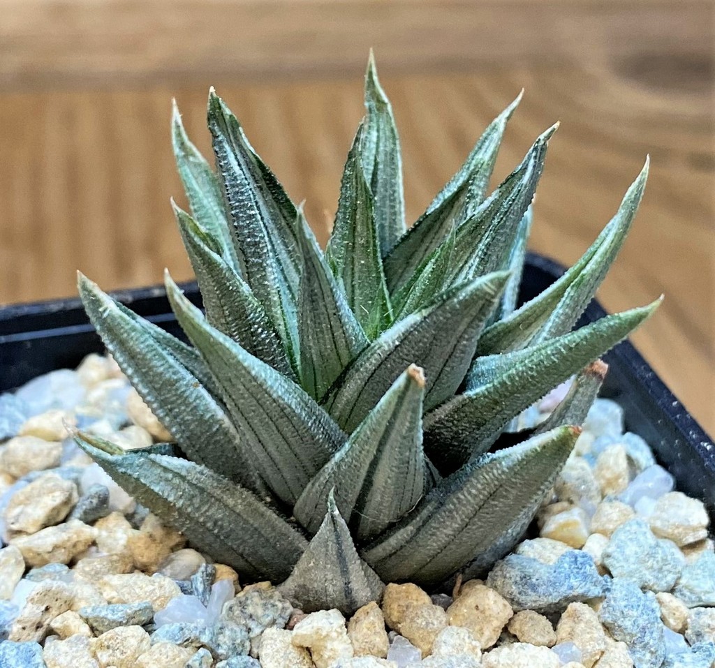 SH28154 Haworthia tortuosa f. variegata