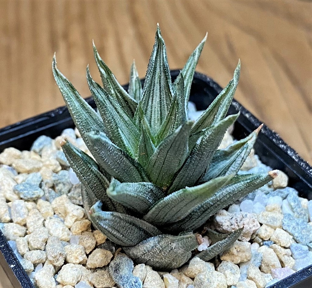 SH28154 Haworthia tortuosa f. variegata - Image 2