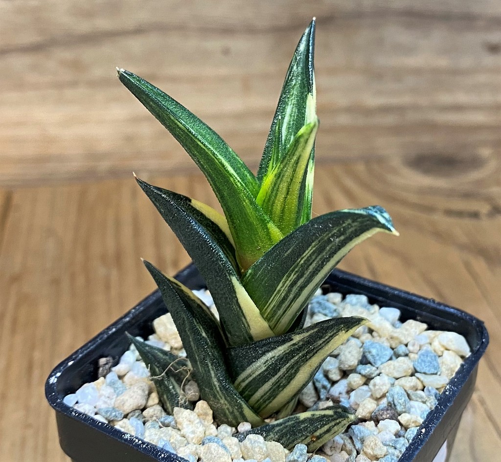 SH28156 Haworthia viscosa f. variegata - Image 2