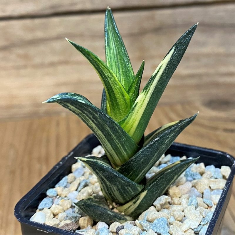 SH28156 Haworthia viscosa f. variegata