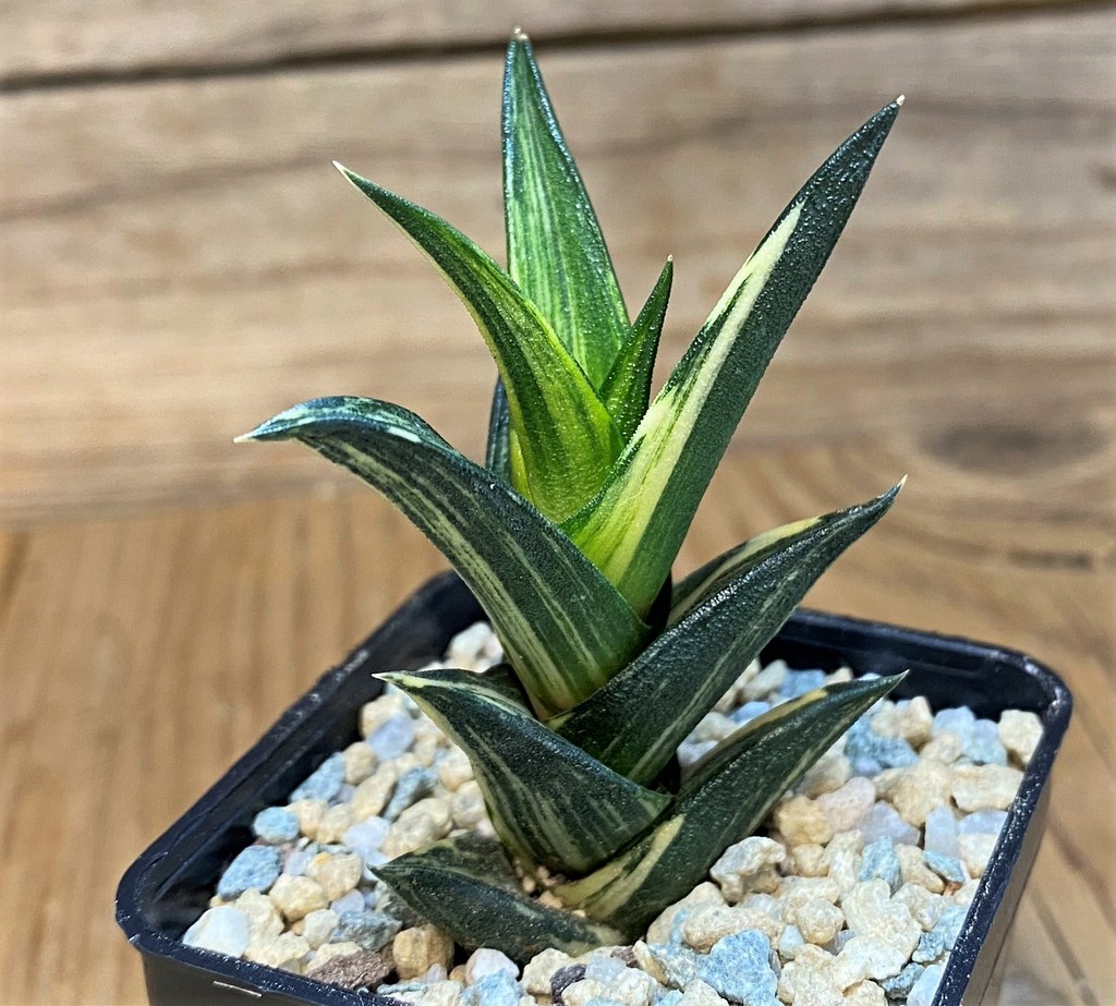 SH28156 Haworthia viscosa f. variegata