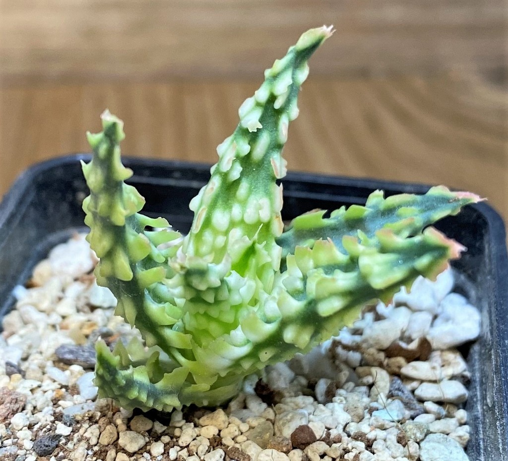 SH28202 Aloe TCT hybrid - Image 3