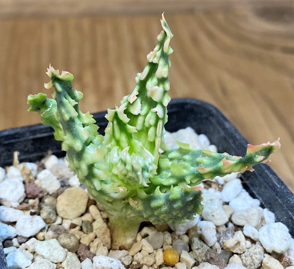 SH28203 Aloe TCT hybrid - Image 2