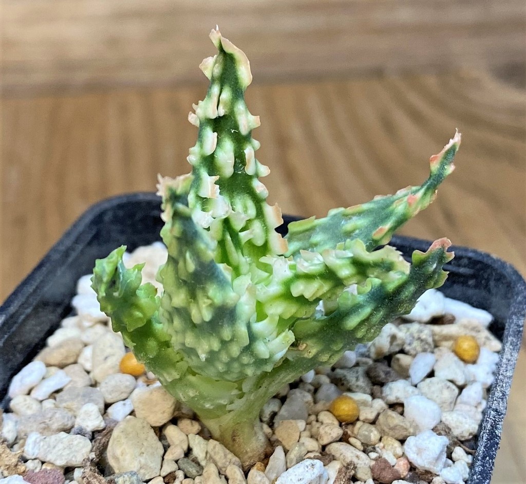 SH28203 Aloe TCT hybrid - Image 3