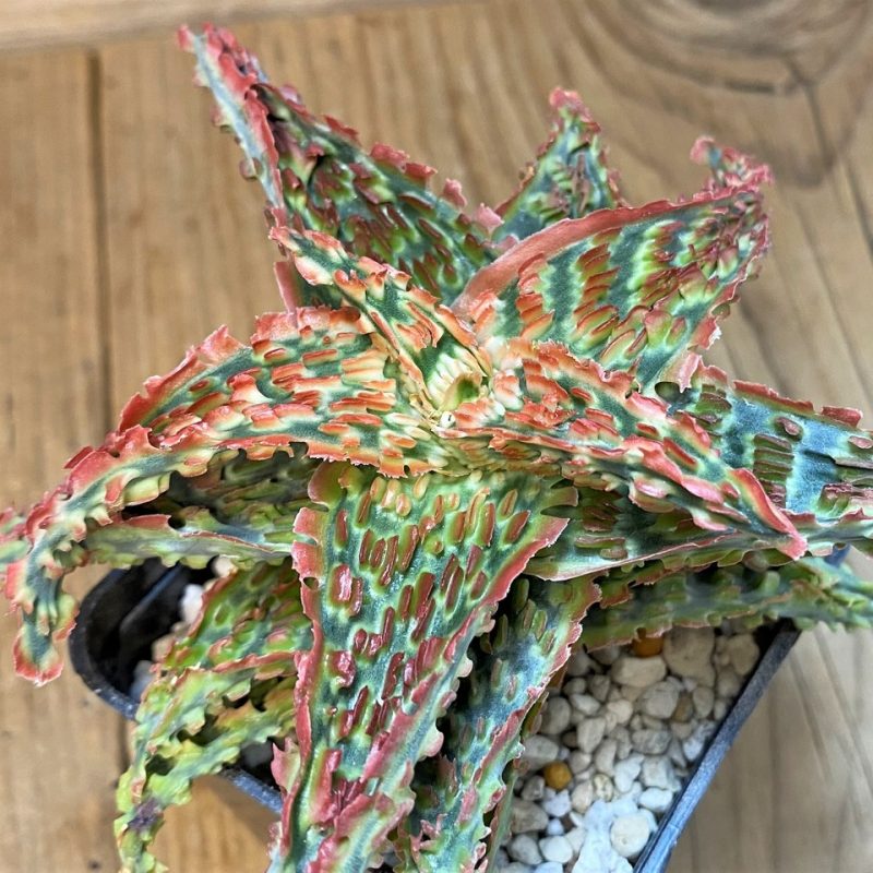 SH1679 Aloe TCT hybrid