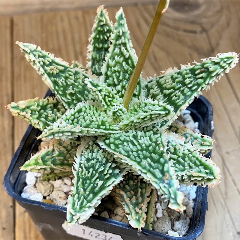 SH14234 Aloe TCT hybrid
