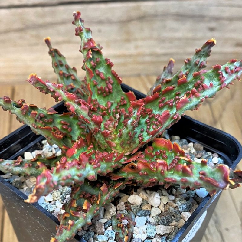 SH23365 Aloe TCT hybrid